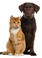 Pet Calming Spray