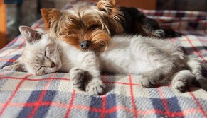 Pet Calming Spray